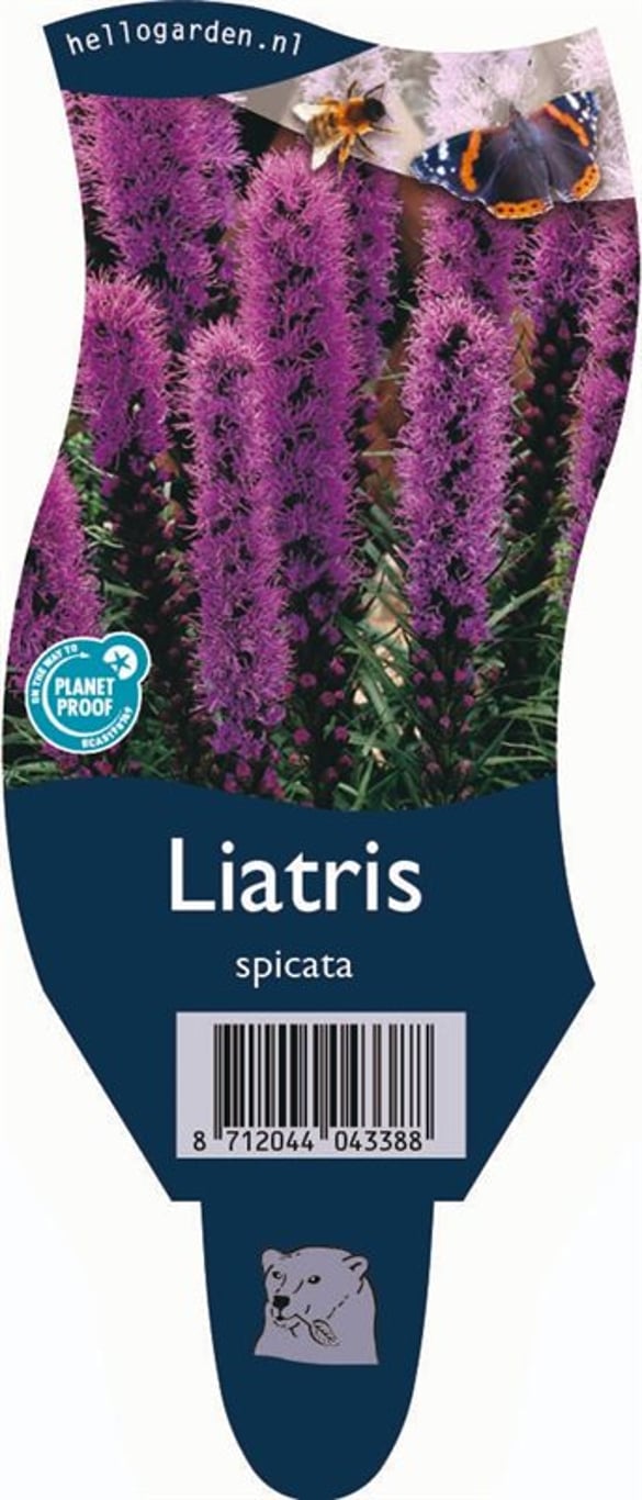 Liatris spicata - P11
